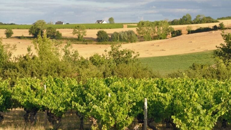 Vignoble en Anjou, vallée du Layon