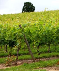 Wine tasting in Chinon - Vineyards around Chinon