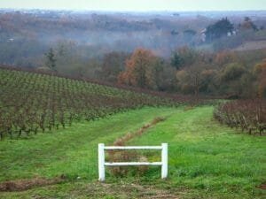 Vignoble Coteaux du Layon - Chateau Soucherie