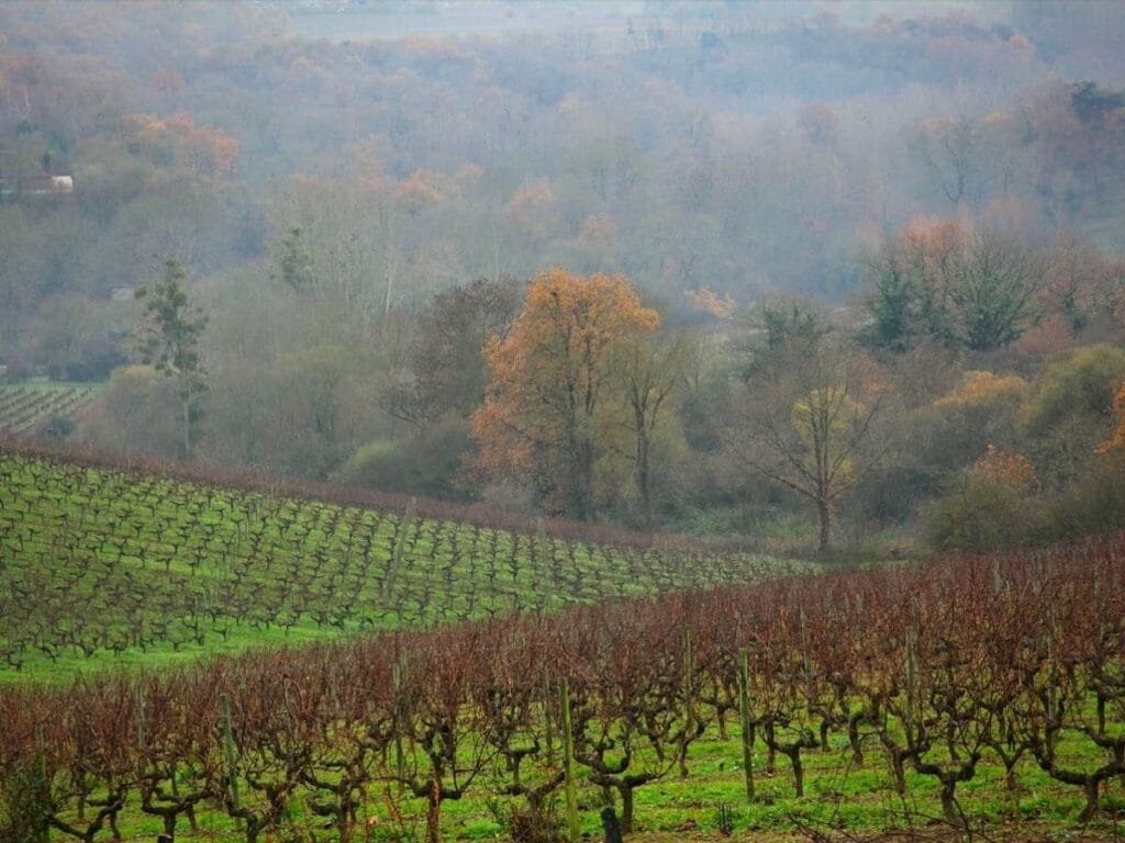 Vignoble de Coteaux du Layon