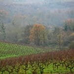 Vignoble de Coteaux du Layon