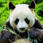 Saint-Aignan : les pandas du Zoo de Beauval