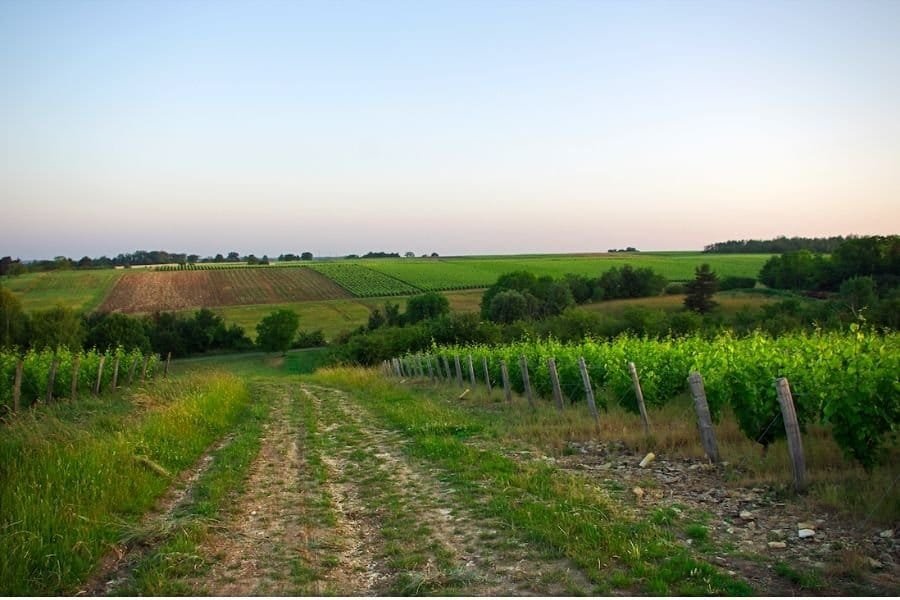 Vignes à Thésée-la-Romaine (crédits D. Jolivet)