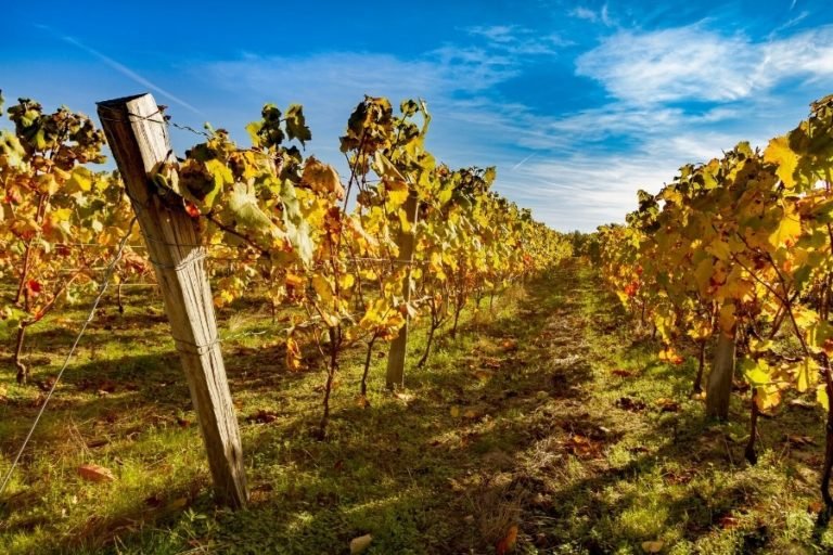 Visiter le vignoble : les vignes à Montlouis sur Loire