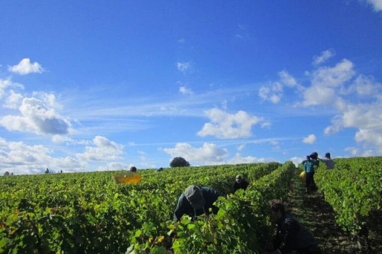 Vignoble aux alentours de Vouvray durant les vendanges