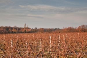 Vineyards near Chenonceau castle