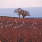 Visiting Bourgueil wine region : an errand in the vines at fall
