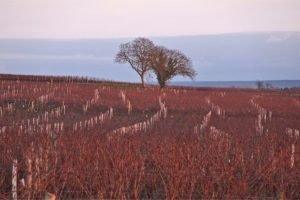 Visiting Bourgueil wine region : an errand in the vines at fall