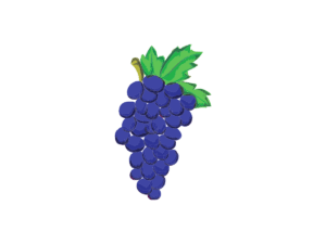 Grappe de Cépage Cabernet Frand