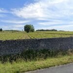 Vignes à Montlouis-sur-Loire, entre Nouy et Mosny