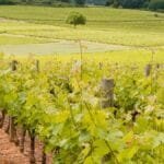 Vignoble dans la région de Saumur