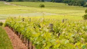 Vignoble dans la région de Saumur